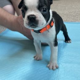 Boston Terrier Puppies from Charlie’s Pride