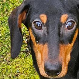 Dachshunds from Nomala