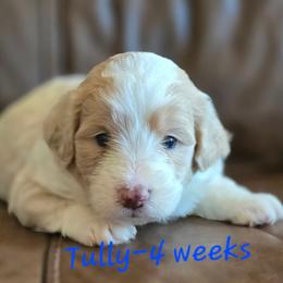 Tully - Cream male Aussiedoodle puppy in Redding, California from House Merrills Minis and Doodles