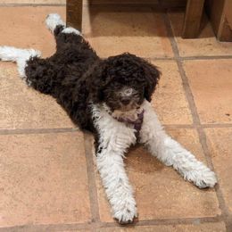 Purple - Brown Lagotto Romagnolo puppy in Westlake, Oregon from Premier Truffles