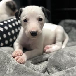 Kevin - White and black male Whippet puppy in Winter Garden, Florida from Infinity Whippets