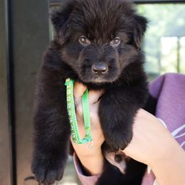 Forrest - Black male German Shepherd puppy in Canton, Texas from WILDWOOD GERMAN SHEPHERDS