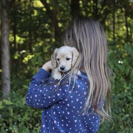 Dachshund Puppies from Boothe’s Dachshunds