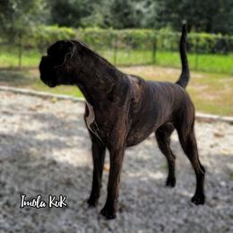 Imola - Boxer