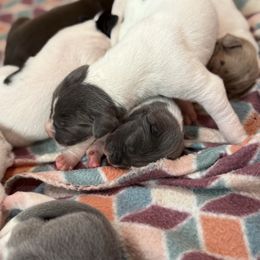 Blue and White Pie - Blue and white female Great Dane puppy in Greenville, South Carolina from Allen’s Ridge Ranch