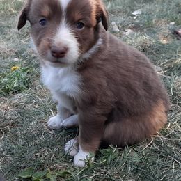 Australian Shepherd and Miniature Australian Shepherd Puppies from Renegade Point Stock Dogs