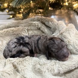 Princess Pirlipat - female Golden Mountain Doodle puppy in Victoria, Texas from Deidre's Doodles