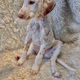 Dalmatian Puppies from City Dals