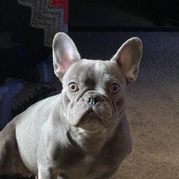 Laila - French Bulldog