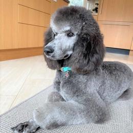 Poodles from Marquis Diamond Standard Poodles