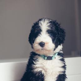 Bernedoodle Puppies from Southern Oak Breeders LLC