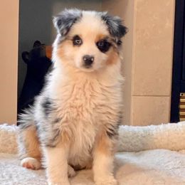 Miniature Australian Shepherd and Toy Australian Shepherd Puppies from Saussie Aussies