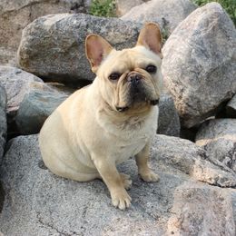 Mayk - French Bulldog