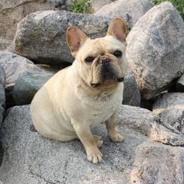 Mayk - French Bulldog