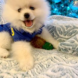 Pomeranian Puppies from PassionatePomPoms