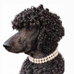 Jack - Poodle