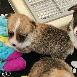 Sweet Pie - White and red female Pembroke Welsh Corgi puppy in Williams, California from Half Hitch Corgis