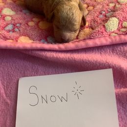 Snow - Cream male Cavapoo puppy in Raytown, Missouri from Ginger Doodle Babies