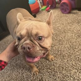 French Bulldogs from Ashley's French Bulldogs