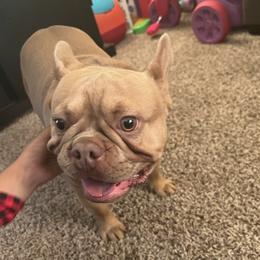 French Bulldogs from Ashley's French Bulldogs