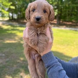Shell - Red  female Goldendoodle puppy in Kenansville, North Carolina from J+A Family Doodles