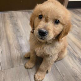 Boy 4 (yellow collar) - Dark golden male Golden Retriever puppy in Lawtey, Florida from Rise and Shine Goldens