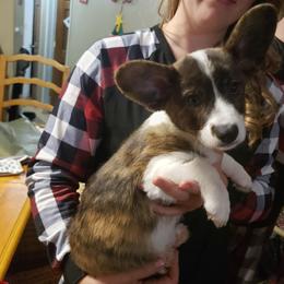 Toad - Brindle and white male Cardigan Welsh Corgi puppy in Myton, Utah from Cardigan Corgi Cuties 💓