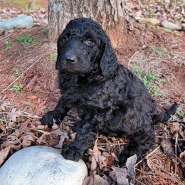 Goldendoodles from Gate’s Open Goldendoodles