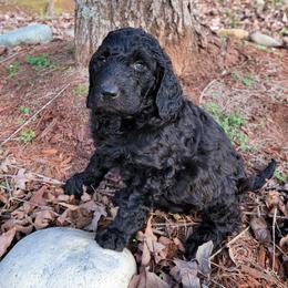 Goldendoodles from Gate’s Open Goldendoodles