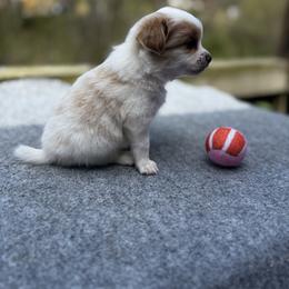 Abigail Grace (Girl 1) - white and lemon female Companion Cross puppy in Rocky Top, Tennessee from WayMakers Papillons & Poodles