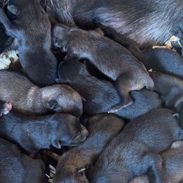 Boy 4 - Black sable male Belgian Malinois puppy in Columbia, South Carolina from Kaizen Ruach Malinois