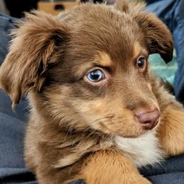 Toy Australian Shepherd Puppies from Kickapoo Creek Toy Aussies