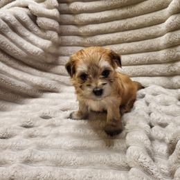 Ditzy - Red female Havanese puppy in Salesville, Ohio from RiverLynn