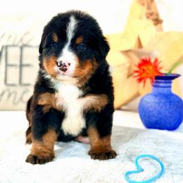 Light blue girl - Tri-color female Bernese Mountain Dog puppy in Waukesha, Wisconsin from Bernese Boutique