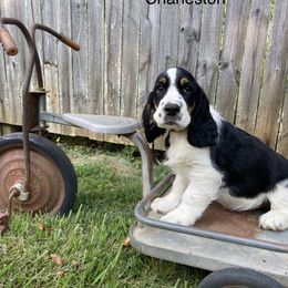 English Springer Spaniel Puppies from Georgia's Springers