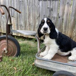 English Springer Spaniel Puppies from Georgia's Springers
