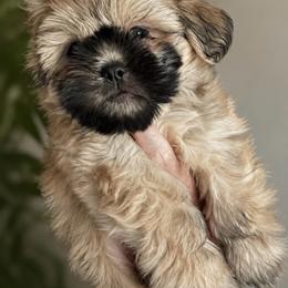Rex - Sable male Shih Tzu puppy in Cordova, Maryland from Harlequins Shih Tzu