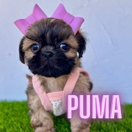 Puma - Brindle female Shih Tzu puppy in San Tan Valley, Arizona from My Puppy Tzu