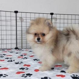 Mia - Cream sable female Pomeranian puppy in Salem, Oregon from PNW Dynasty Poms