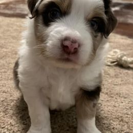 Miniature Australian Shepherds from ARanchin’ Mini Australian Shepherds