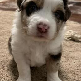 Miniature Australian Shepherds from ARanchin’ Mini Australian Shepherds