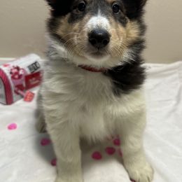Holly - Black white and tan Collie puppy in Waterville, Iowa from Lisa’s Lassies