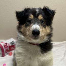 Holly - Black white and tan Collie puppy in Waterville, Iowa from Lisa’s Lassies