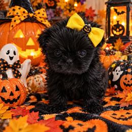 Midnight - Black female Shih Tzu puppy in Victorville, California from Californiadreamyshihtzus