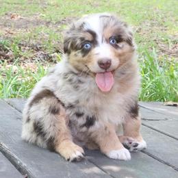 Firefly - Red merle male Australian Shepherd puppy in Macon, Georgia from Shaina’s Shepherds