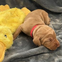 Red Boy - Golden rust male Vizsla puppy in Foley, Alabama from Paula's South Bama Vizslas