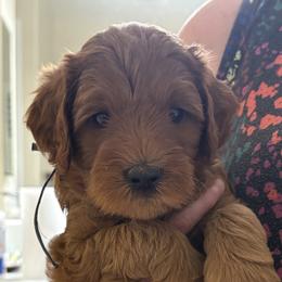 Mr. Blue - Red  male Goldendoodle puppy in Vacaville, California from North Bay Goldendoodles