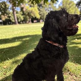 Bailey - Labradoodle