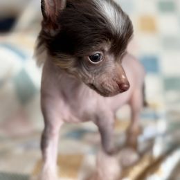 Hershey - Pink and chocolate male Chinese Crested puppy in Aberdeen, Idaho from Willow Creek Cresteds