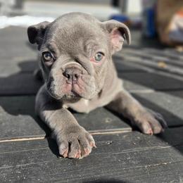 Stormie - female French Bulldog puppy in Sarasota, Florida from Florida Frenchie Pups